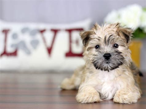 maltese silky terrier puppies for sale